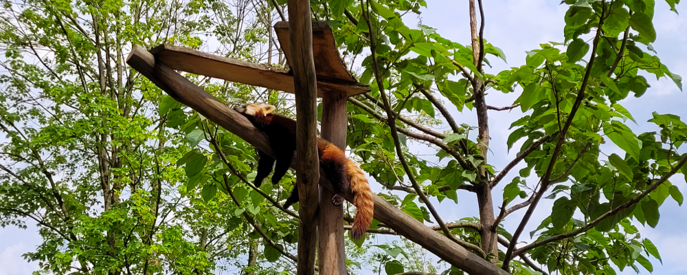 Red Panda