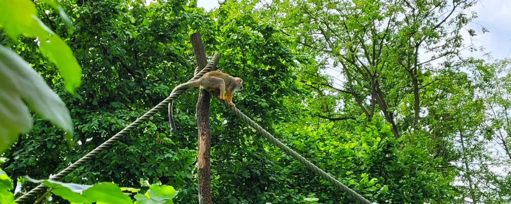 Squirrel monkey 2