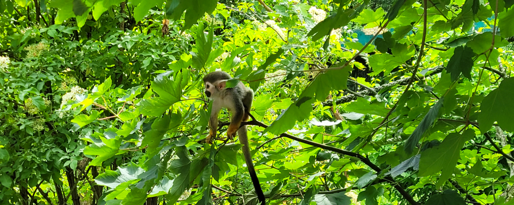 Squirrel monkey